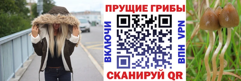 закладки  Белинский  Псилоцибиновые грибы прущие грибы 